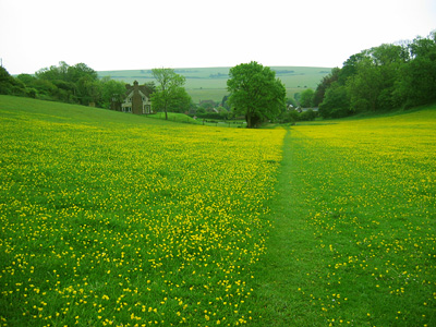 Field of buttercups, hillside, hill, path, footpath, yellow, green, East Dean, East Sussex, England, Britain, UK, May 2007