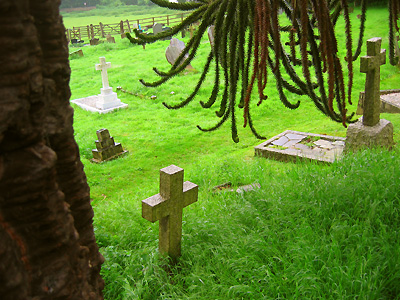 Monkey puzzle tree in graveyard at church of St Andrew and St Mary, Watton-at-Stone, Hertfordshire, England, Britain, UK