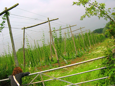 Hop field near Robertsbridge, East Sussex