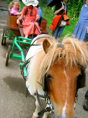Darvells, Hutterite, Bruderhof, English Amish - Shetland pony and cart