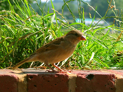 Sparrow at the Castle Inn
