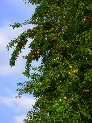 Plum tree near Robertsbridge