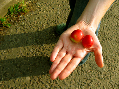 Wild plums picked near Robertsbridge in East Sussex