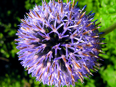 Thistle flower, Salehurst, East Sussex