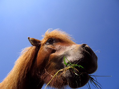 Pony munching on a handful of grass, Spion Kop Farm, near Harrietsham