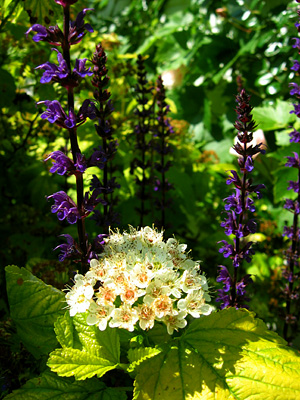 Salvia x superba 'Mainacht' and white flower outside the Pepper Box Inn, Ulcombe