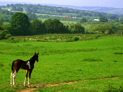 Young colt at Chegworth Court