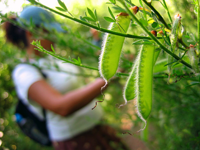 Close-up of seed pods, on the path near Broomfield