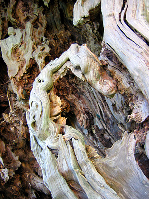 Horse's head in a yew tree, St Margaret's churchyard, Broomfield