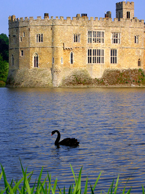 Black swan in Leeds Castle moat