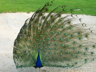 Peacock displaying in a bunker on the golf course at Leeds Castle