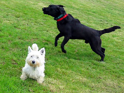 Playful dogs (Black Labrador Retriever and West Highland White Terrier) near Fairbourne Manor Farm, Harrietsham, Kent, England, Britain, UK