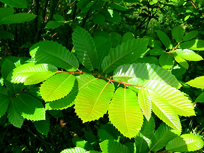 Sweet chestnut, Castanea sativa, leaves, young saplings, Kings Wood, Fairbourne Heath, Kent, England, Britain, UK