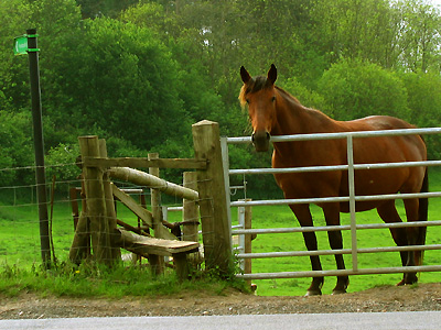 Red horse, stile, footpath, path, between Fairbourne Heath and Broomfield, Kent, England, Britain, UK