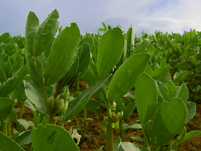 Bean field, near Broomfield, Kent, England, Britain, UK