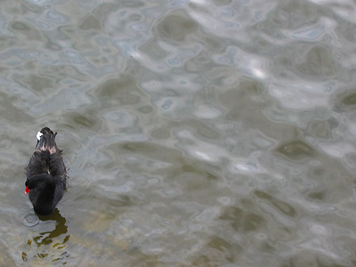 Black swan, Cygnus atratus, moat, Leeds Castle, Kent, England, Britain, UK, May 2007