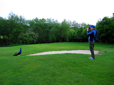 Guy photographing peacock, evening, sand trap, bunker, golf course, Leeds Castle, Kent, England, Britain, UK, May 2007