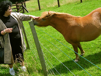 Shetland pony at Spion Kop Farm near Harrietsham