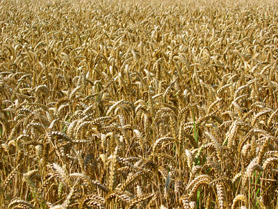 Wheat field