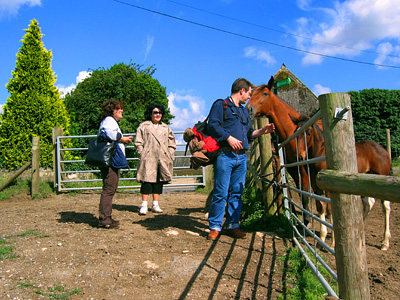 Horses at Chegworth Court Farm