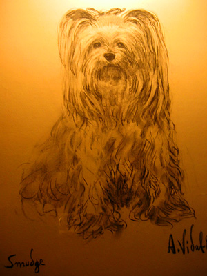 Sketch of Smudge, a Yorkshire terrier, Leeds Castle