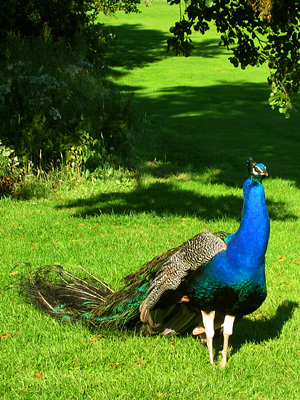 Peacock, Leeds Castle grounds