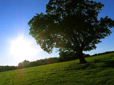 Sunset near Hollingbourne with backlit oak tree