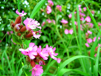 Red Campion on footpath near Cheshunt Field Iron Age & Roman Settlement, Colchester, Essex, England, United Kingdom