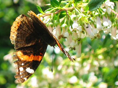 A red admiral butterfly, Vanessa atalanta, in the beer garden at the Donkey & Buskins pub in Layer-de-la-Haye