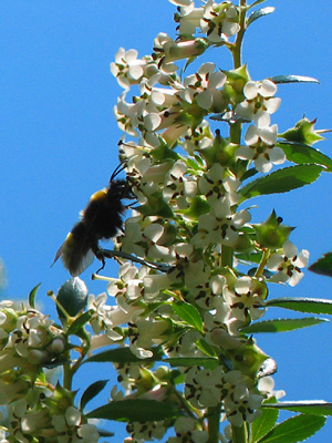 A honey bee in the beer garden at the Donkey and Buskins pub in Layer-de-la-Haye