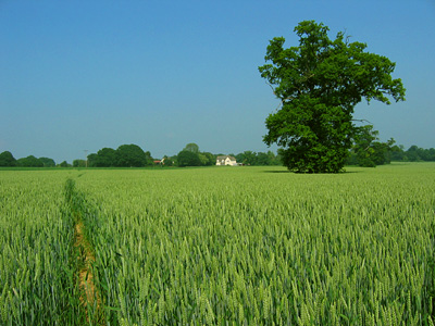 Path through a field of wheat near Malting Green, Layer-de-la-Haye