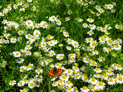 Small tortoiseshell butterfly, Nymphalis urticae, on flowering chamomile - Chamaemelum nobile, aka Anthemis nobilis - near Malting Green, Layer-de-la-Haye