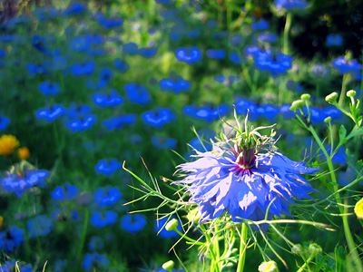 Love-in-a-mist, Nigella damascena cultivar Miss Jekyll, Abberton