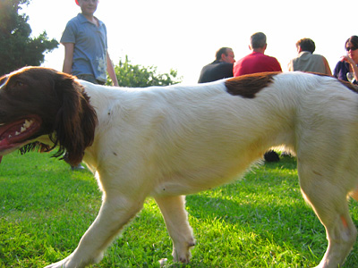 Spaniel in the beer garden at the Whalebone pub, Fingringhoe village