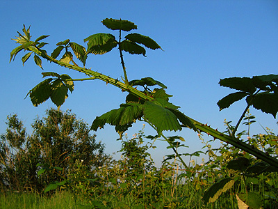 Bramble on the path by the Roman River near Rowhedge