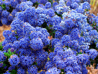 Ceanothus plant near Layer de la Haye, Colchester, Essex, England, United Kingdom