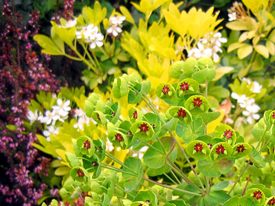Euphorbia x martinii, a variety of spurge, Layer de la Haye, Colchester, Essex, England, United Kingdom