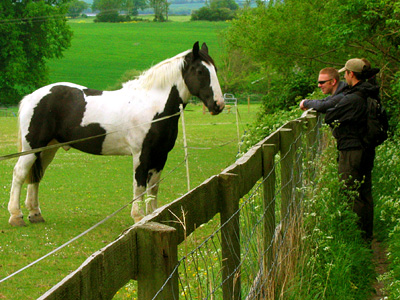horse in field near Abberton Reservoir, Colchester, Essex, England, United Kingdom