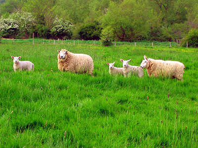 Sheep and lambs in field near Abberton Manor, Colchester, Essex, England, United Kingdom