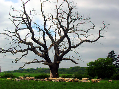 Flock of sheep and old dead oak tree in field near Abberton Manor, Colchester, Essex, England, United Kingdom