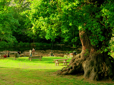 Fishermen and old oak tree, Fingringhoe, Colchester, Essex, England, United Kingdom