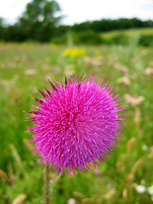 Flowering thistle near Cheshunt Field