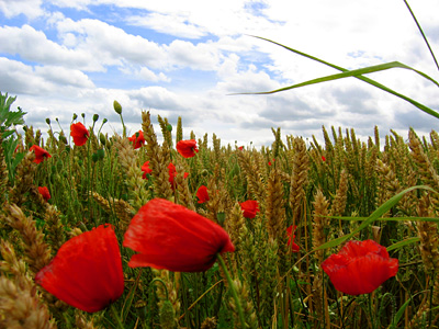 Poppies and wheat