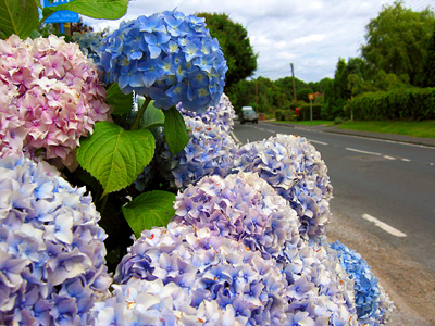 Blue and pink hydrangea in Layer-de-la-Haye village