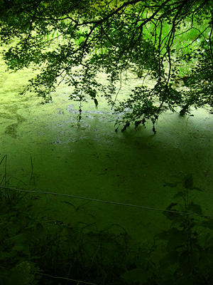 Pond weed