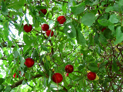 Plum tree at Malting Green