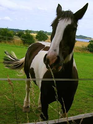 Feisty horse