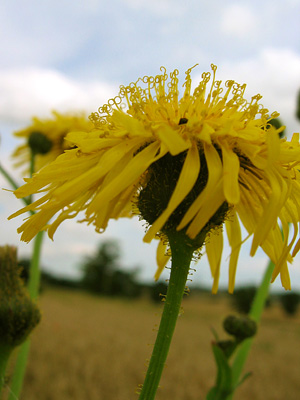 Dandelion up close