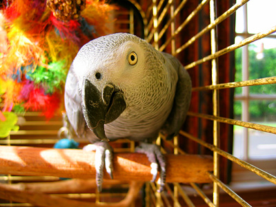 African Grey parrot