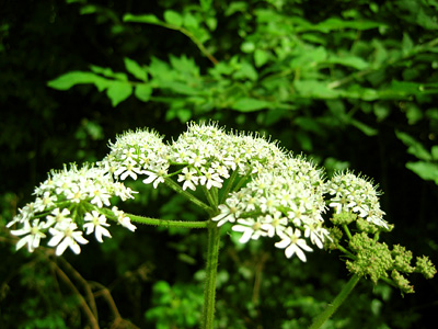 Cow parsley